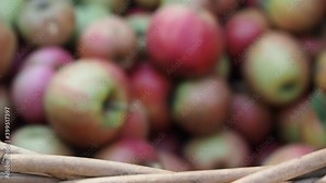 Apple fruits in the basket in HD VIDEO. Ripe apples (Malus pumila) collected in the basket after harvest. Close-up. Organic farming, healthy food, BIO viands, back to nature concept.