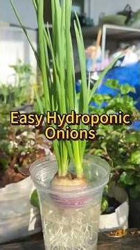 Easy Hydroponic Onion Sprouts 🌱 #Hydroponics #OnionSprouts #EasyGardening #HomeGarden