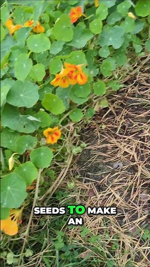 🌺 The Most Underrated Garden All-Star: Nasturtiums!