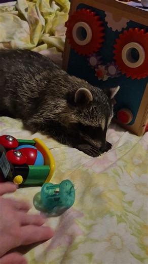 Raccoon Baby Playing With Her Baby Toys #adorable #hilarious #raccoonlife
