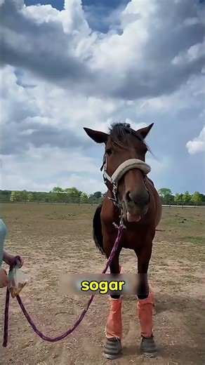 Horse Owners Are Ignoring THIS Dangerous Problem 😳