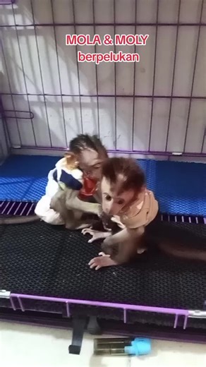 Cho2 (@chochocat19)’s videos with Dessert fluffy and cute electro(1524134) - STUDIO incho3