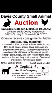 #auction #auctioneer #chickens #ducks #sheep #goats | Tilon Mast