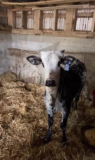 JB.Cattle.Co on TikTok