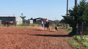 2.3K views · 26 reactions | Apache 9 yr old reg he’l let u tie them fast | T-N Roping Horses | Facebook