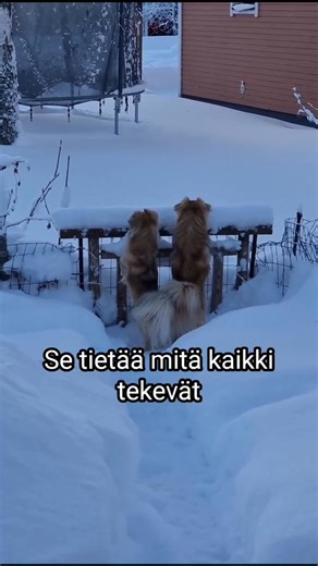 Ulla Taalasmaa palveluksessanne 🫡 | Tibetan Spaniel Unity