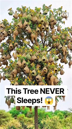 This Tree NEVER Sleeps! 😱🪹 | Weaver Bird’s Amazing Homes #shorts