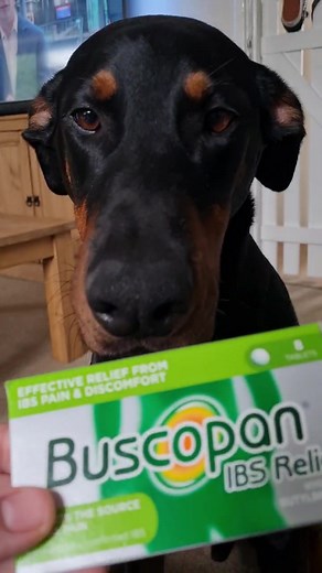 Dog has no boundaries!😂🙈 #doberman #dobermans_of_tiktok #dobermanpinscher #dobermansoftiktok #dobermann #dog #dogsoftiktok #doglover #dogmom #whatkevinsteals #Kevin #viral #viraltiktok #mumsoftiktok #fyp #foryoupage #love #funny #stealer