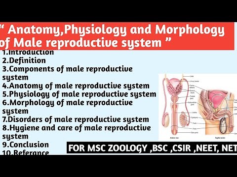 Anatomy physiology and morphology of male reproductive system | Component | Disorders | Hygiene&care