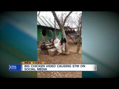 Giant bird goes viral