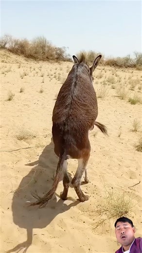 OMG😱😱😱#funny #baffalo #cuteanimal #pets #animallife #cutepet #animals #cute #shortvideo