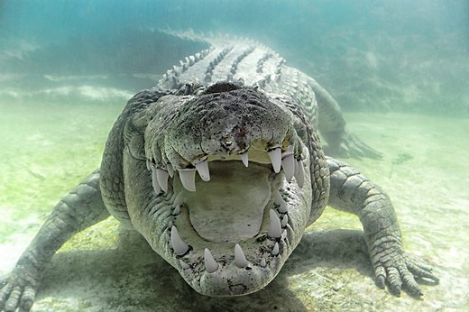9 animals that could take on (and probably kill) a saltwater crocodile | Discover Wildlife