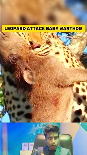 Rare Video Leopard Eating Baby Warthog Alive |Unbelievable Wildlife Encounter