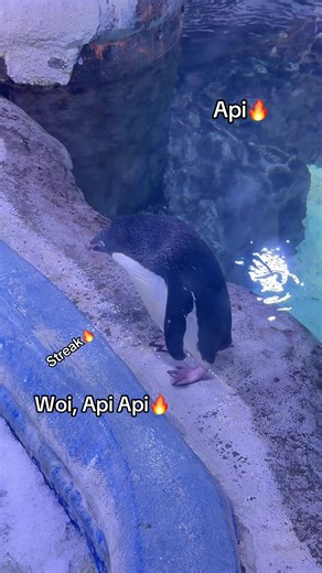 Khám Phá Tour Thủy Cung Phú Quốc Cùng Penguin