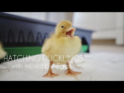 HATCHING DUCKLINGS 2021 with Incredible Eggs | WATCH US HATCH!! | HOMESCHOOL U.K.