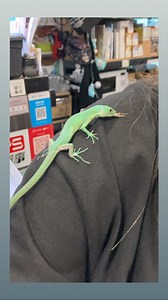 青龍蜥/翡翠龍紋蜥(Gastropholis Prasiba)是一款中小型樹棲蜥蜴，亦是一款互動性十分高的蜥蜴~看看養了一段時間的她，已經不怕上手以及會去搜尋食物了😋 #Fishmanshop #魚佬 #魚佬水族 #HKreptileshop #reptileshop #爬蟲 #파충류 #爬虫類 #reptile #Tortoise #turtle #gecko #lizard #Mongkok #Hongkong #香港 | 魚佬爬蟲水族 Fishmanshop