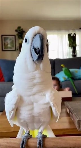 Baby Laughs, Cockatoo Laughs Harder 😆🦜
