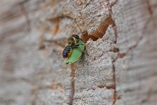 Garden tips Part 4: Creating nesting sites for wild bees