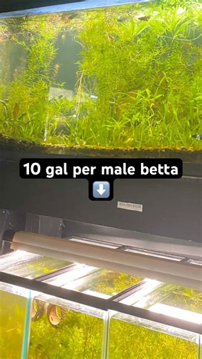 Look at how this store displays betta fish (Fish Happens in Indianapolis)