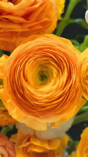 Spring in Bloom: A Gardener's Paradise Unveiled