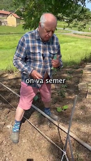 Techniques de plantation des haricots au jardin