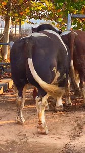 22K views · 168 reactions | Ultimate Guide To COW MATING #cow #cows #cowsofinstagram #farm #cattle #farmlife #animals #calf #milk #cowstagram #farming #nature #animal #cowgirl #cowsmakemehappy #love #dairy #highlandcow #moo #farmer #happycows #cowsofig #bull #cowlove #agriculture #cowlover #cowsarecool #dairyfarm #photography #babycow | Animalsgo | Facebook