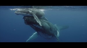 Ocean Souls is an emotive documentary about cetaceans. Cetaceans, despite looking so different to us, are possibly our closest relatives in terms of cognitive abilities and family ties. The film focuses on the concept of family, something every human can relate to, including chapters on emotions, language, social organisation, intelligence and human interaction. The film highlights new science and discovers that there is an intelligence beneath the waves that closely mirrors our own. The Live Ai