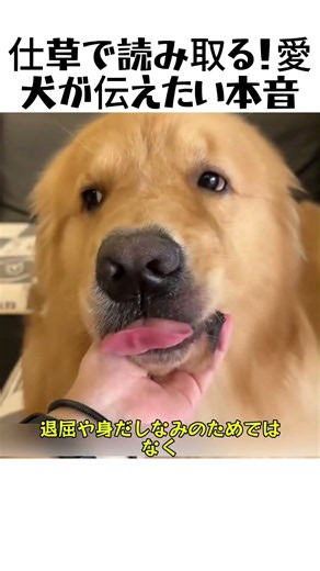 仕草で読み取る！愛犬が伝えたい本音#犬 #犬の知識 #犬のボディランゲージ #愛犬 #ペット #犬の仕草 #犬の心理 #ペット解説 #ドッグライフ #犬飼い