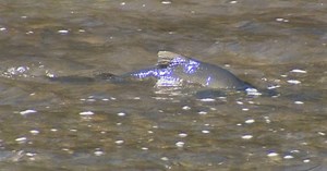 Peak season for salmon migration through Toronto