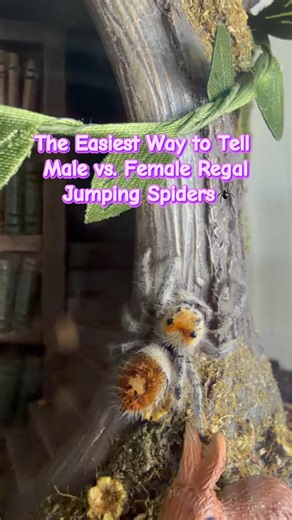 Male vs female jumping spiders 🕷️ #spiderlovers #spoods #regaljumpingspider #jumpingspider