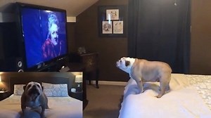 249K views · 9.6K reactions | Khaleesi is an English Bulldog who, according to her human, “loved every second” of Pee-wee’s Big Adventure! Her reaction to the Large Marge scene is particularly good! Watch the entire video on my blog: https://peewee.com/2019/11/22/bulldog-reacts-to-pee-wees-big-adventure #PWBA #LargeMarge #PeeweesBigAdventure | Pee-wee Herman | Facebook