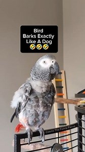 Funny Bird That Barks Like A Dog 🤣 #animals #pet #birds #funny #talkingparrot #cosmothefunnyparrot #Amazing #parrot #cute | cosmothefunnyparrot