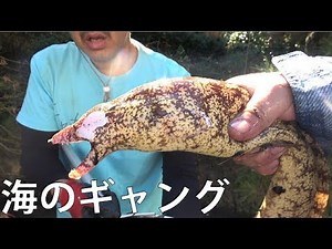 Capture outrageous ○○ with Tamo net!