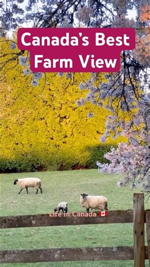 Canadian Sheep | Mommy and Baby Sheep playing together in Farm #sheepgenetics