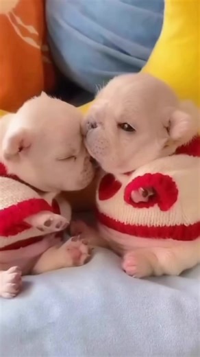 awww pibble | pibble