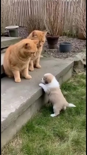 Puppy Tries to Climb… and the Cat’s Reaction? 🥺❤️ | Puppy And Cat