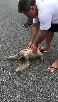 Sloth waves and smiles to man that helps him cross the street