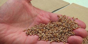 Wet weather increasing sprout damage levels in wheat