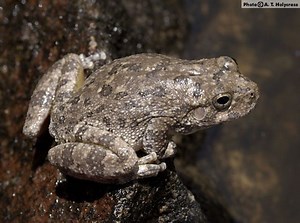 Canyon tree frog - Alchetron, The Free Social Encyclopedia