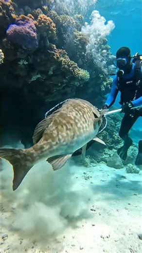 Epic Underwater Catch: Scuba Diver Nets a Giant Grouper!