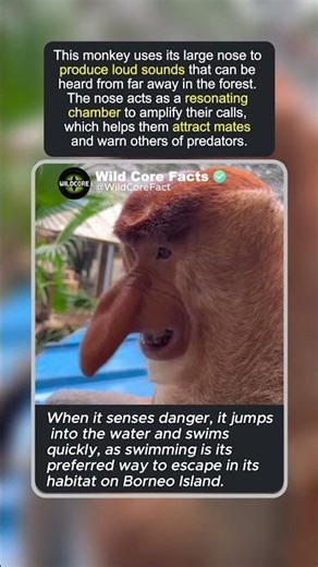 Proboscis monkey #funny #animals