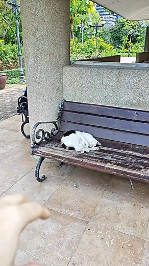 Is this the sleepiest cat ever #catlover | Cutiemoew