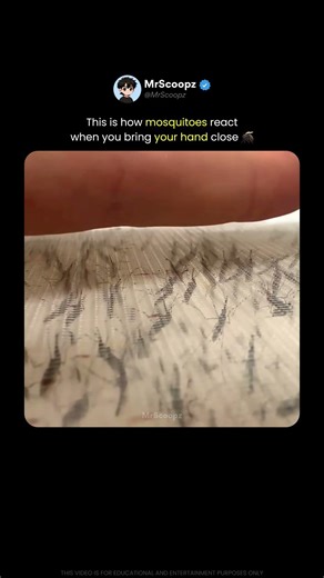 Watch What Happens When They Sense You 🦟