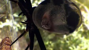 Crazy Monsters Spiders ️ FULL EPISODE Smithsonian Channel