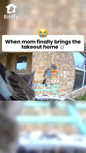 🥰 #birdfy #birds #birdmaster #birdfeeder #funny #cute #northcarolina