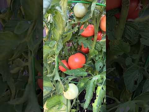 2025 Tomato Review Show...And More!