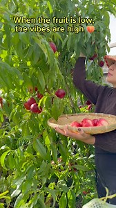 A quiet day in the backyard, picking ripe nectarines and sharing the moment with my chickens. Nothing fancy, just fresh fruit and peaceful vibes 🍃 #simpleliving #FruitInspired | Positive Vibes Au