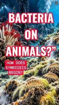 How Do Animal–Bacterial Partnerships Begin? A Strange Discovery
