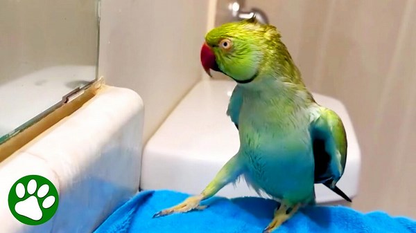 Parrot sees his reflection in the mirror and breaks out into a dance
