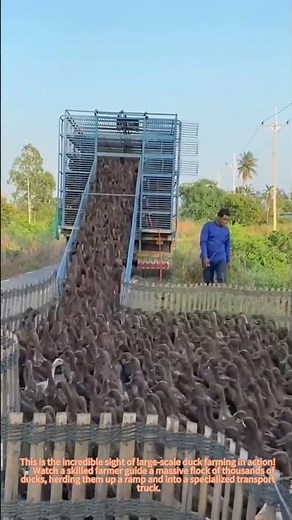 Satisfying Duck Herding: Massive Flock Loading onto Truck 🦆